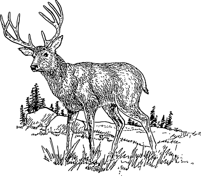 Drawing, Deer, Field, Grass, Wild, Trees, Animal, Hills - Camo Dave's Original Venison (deer) Jerky - (640x562), Png Download