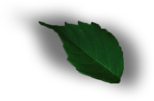Leaf Png Design - Design (496x324), Png Download