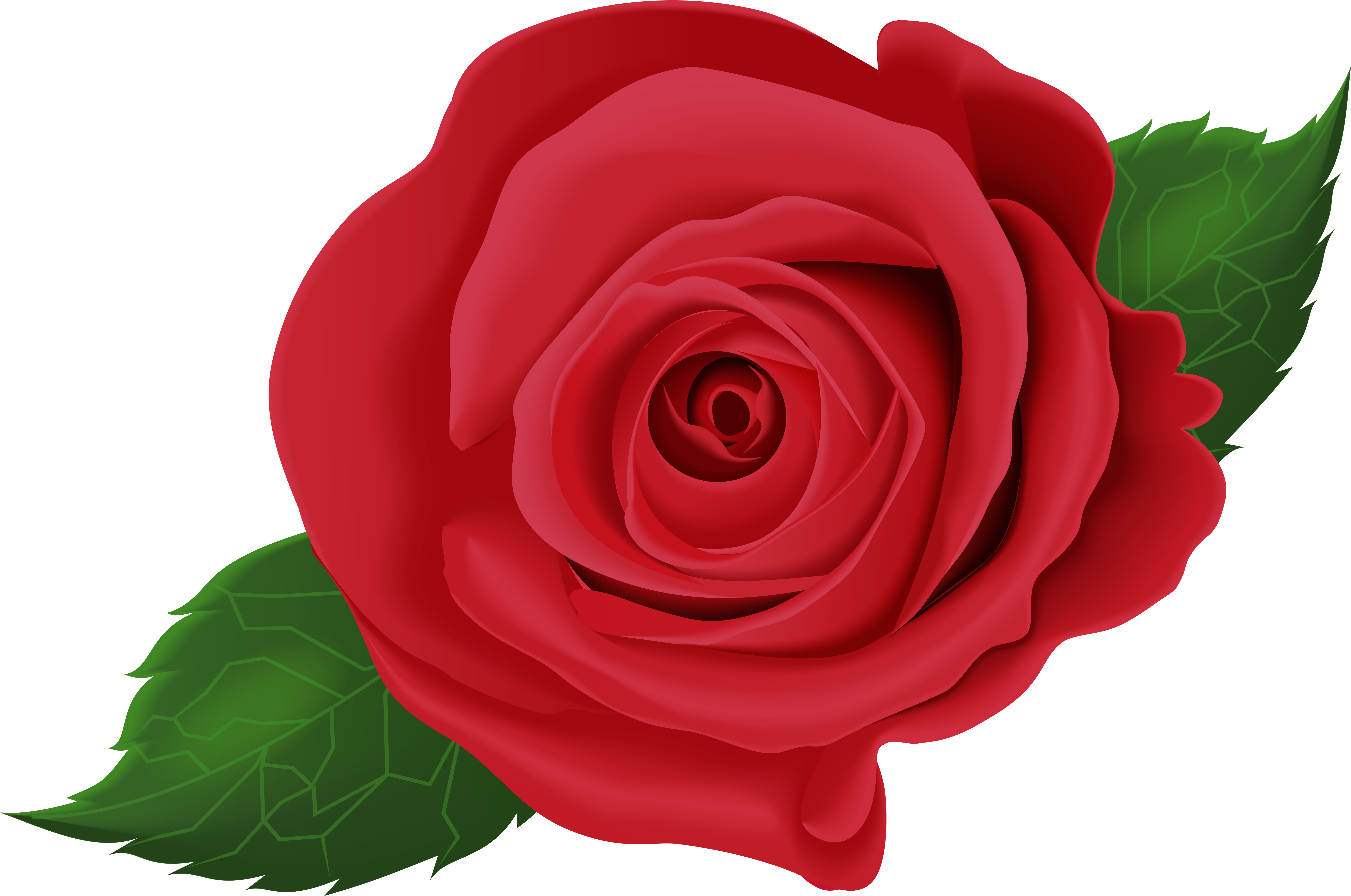 Rose (8000x5329), Png Download