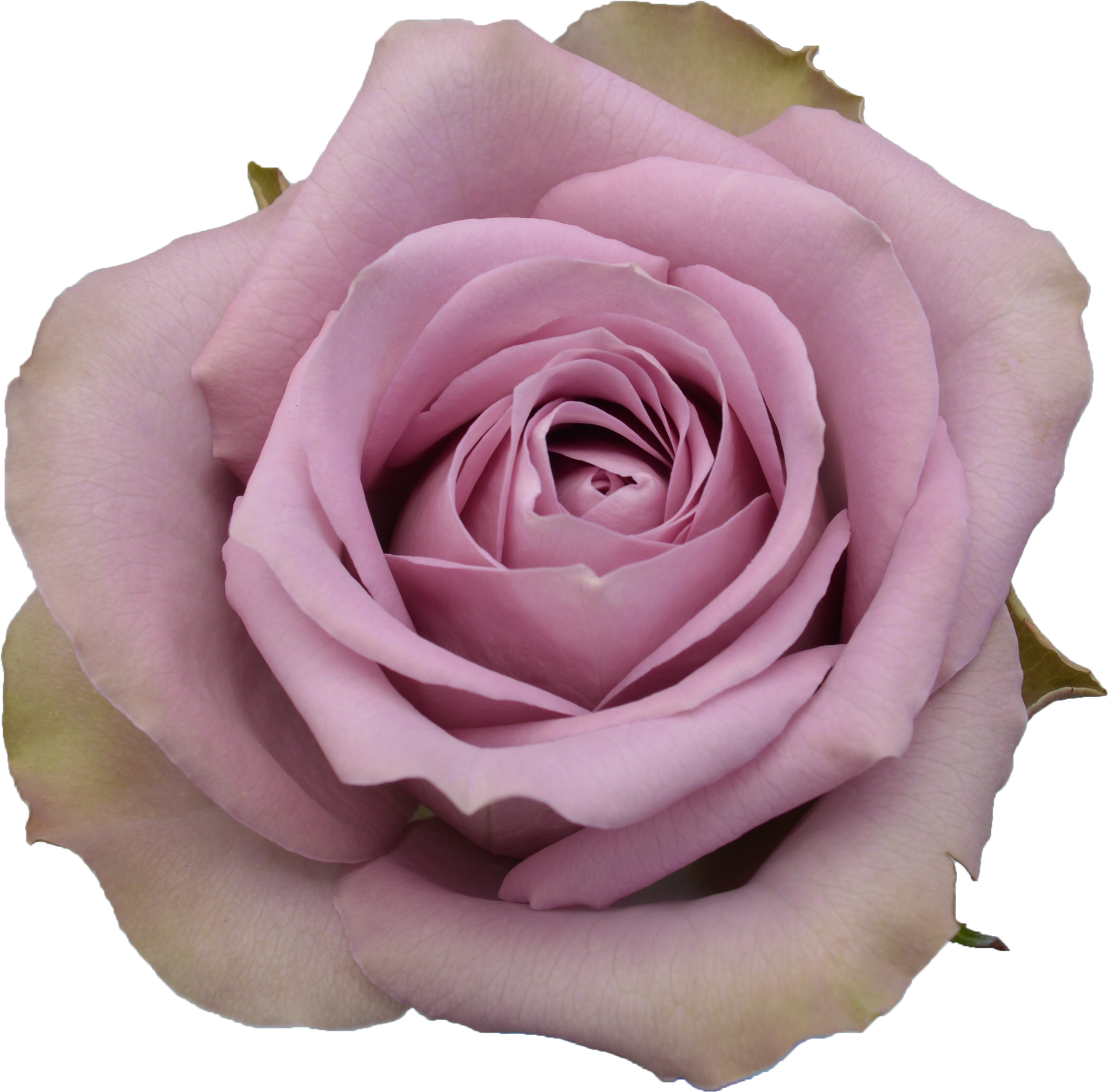 Rose - Tiara (3422x2567), Png Download