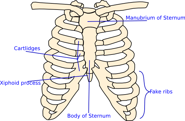 Rib Cage Diagram Simple (600x393), Png Download