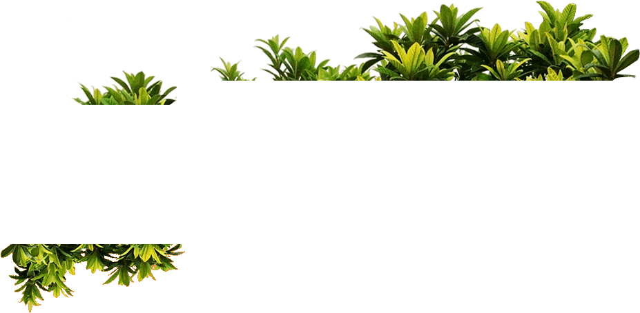 Download Hd Png Plantas Plantas Png Transparent Png Image Nicepng Com