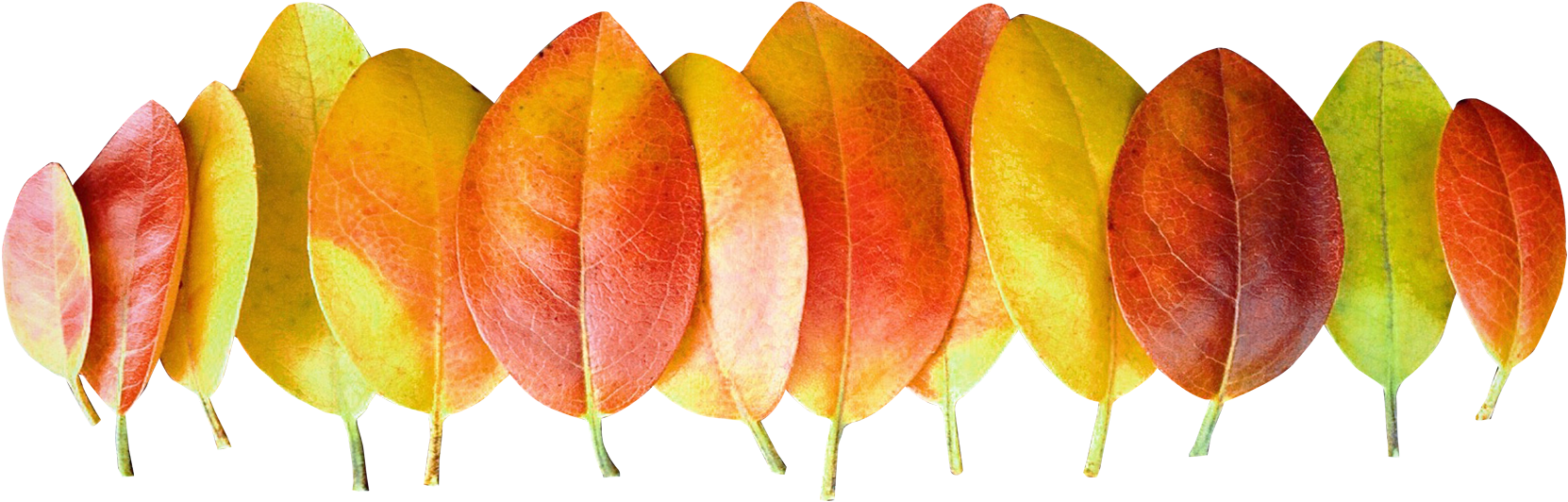 Leaves Png (1750x619), Png Download