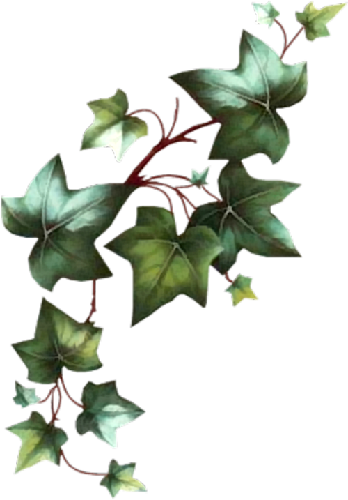 Pin By Rossy Galvez Arias On Estencil - Poison Ivy Leaves Ivy Plant Tattoo (500x717), Png Download