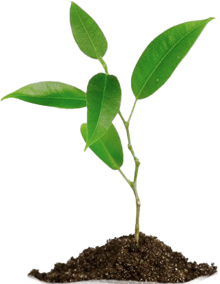 Planta Png - Imagens De Plantas Png (321x420), Png Download