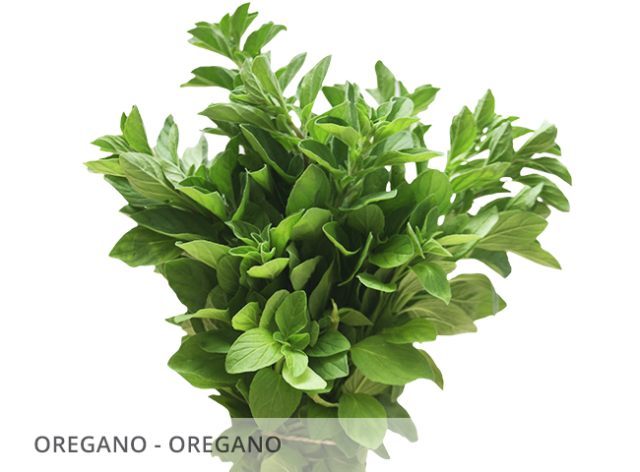 Oregano-oregano - Oregano Planta Png (640x472), Png Download