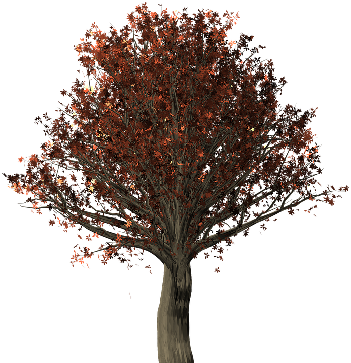 Tree, Oak, Oak Tree, Quercus, Fall Leaves, Fall Colors - Northern Red Oak Png (720x720), Png Download