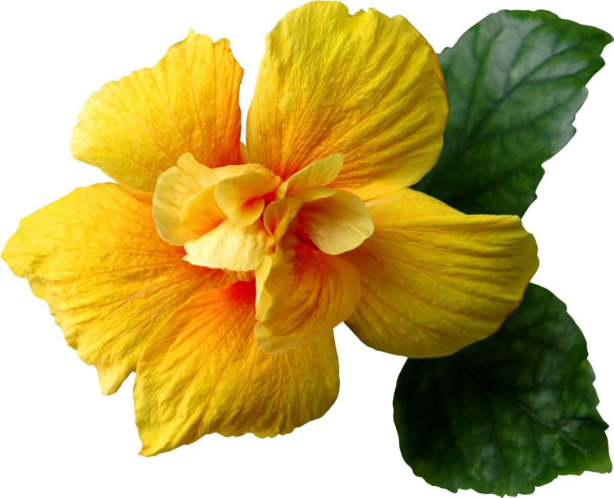 Yellow Hibiscus Flower Png (1248x1011), Png Download