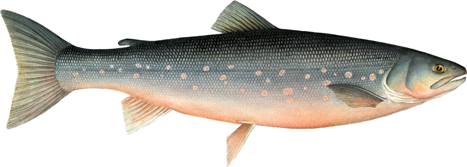 Arctic Char - Arctic Fish (931x333), Png Download