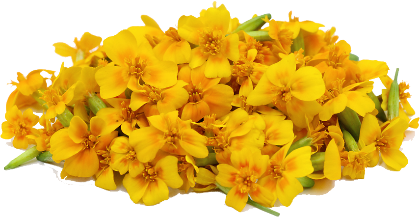 Marigold Png File - Marigold Png (872x508), Png Download