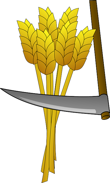 Wheat, Food, Farm, Harvest, Tool, Scythe, Crop, Field - Harvesting Wheat Clipart (384x640), Png Download