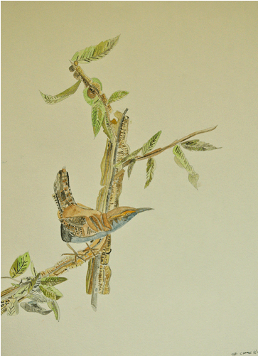 Watercolor Birds 1 - Watercolor Painting (700x500), Png Download