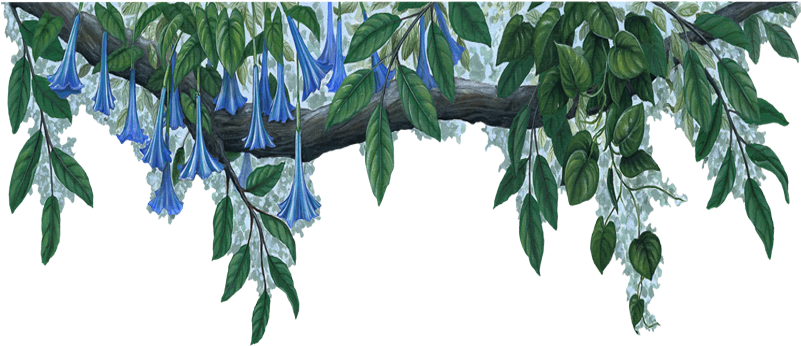 Blue Flowers Jungle 37 Cool Wallpaper - Blue Flower Border Transparent (800x600), Png Download