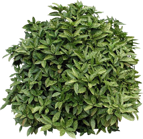 Fondo,tube,clipart - Cut Out Bushes Png (496x482), Png Download