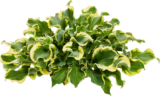 Next - Hosta Wheee (538x322), Png Download