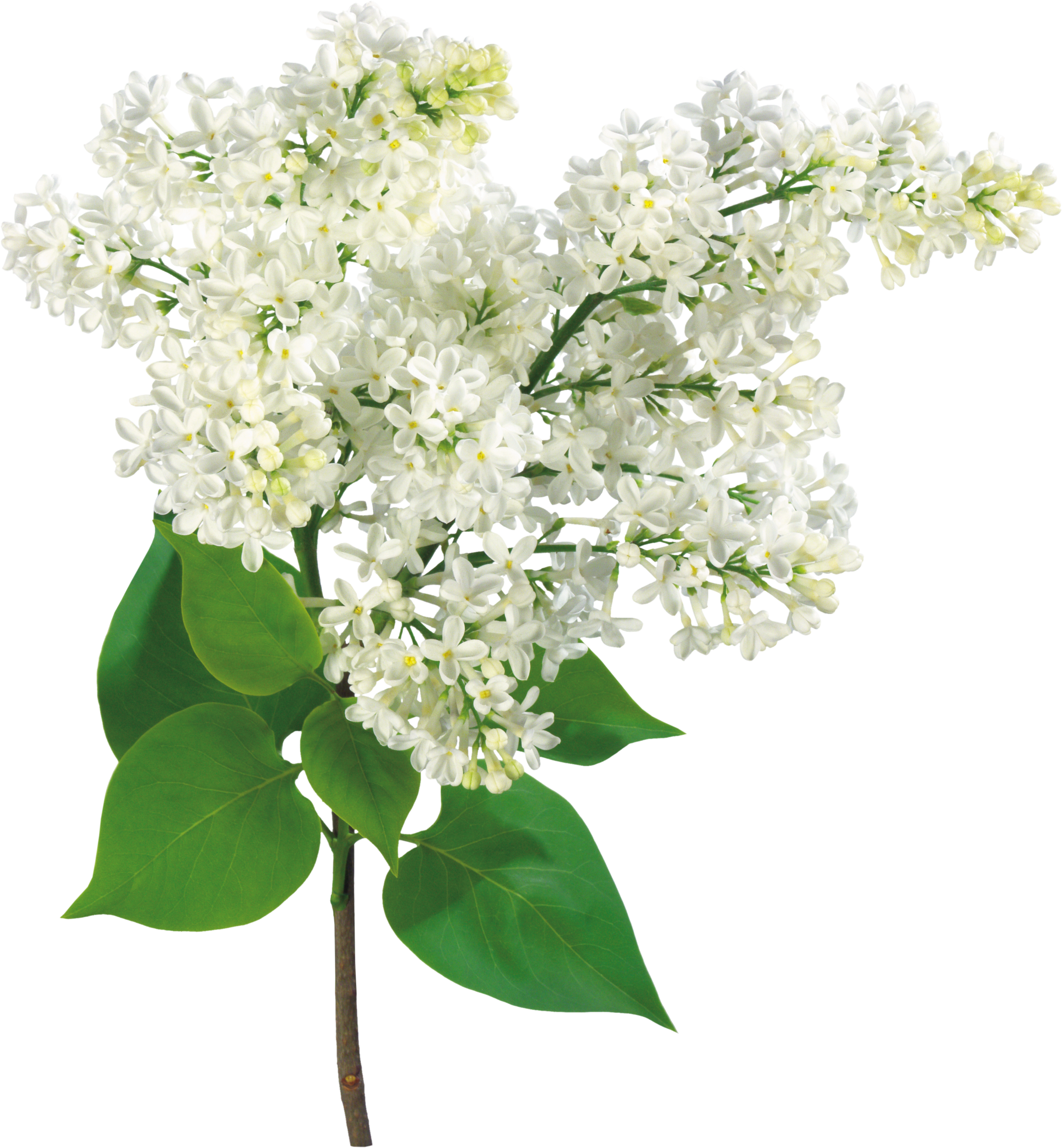 Común Lila Rama De La Luz Arbusto - Mother's Day, Grandma - Lilac Flowers Card (2595x2800), Png Download