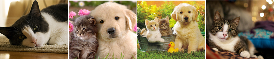 Cachorro - Computer Decoration Dog Cute Animals Rectangle Mouse (940x230), Png Download
