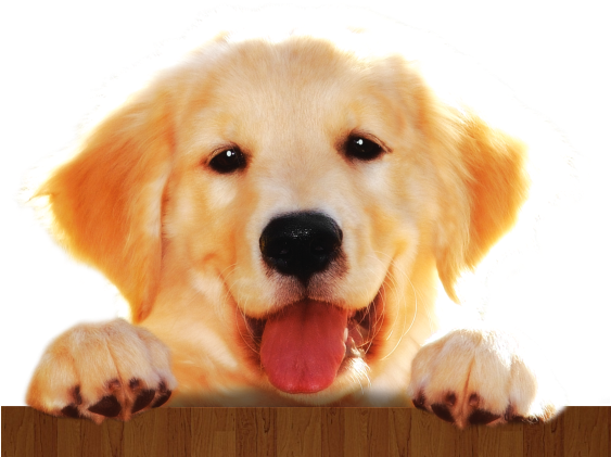 A Prevenção E Feita Através De Medicação Especifica, - Imagens De Cachorros Em Png (562x435), Png Download