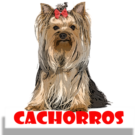 Cachorros Para Colorir - Thomas Laboratories Bitch Pills 180ct Tablets (500x500), Png Download