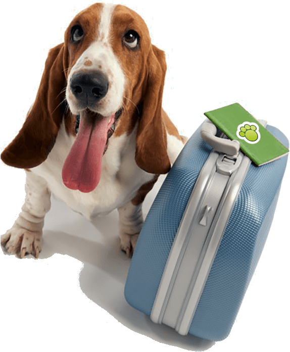 Hotel Para Cães E Gatos - Doggy Day School (573x722), Png Download