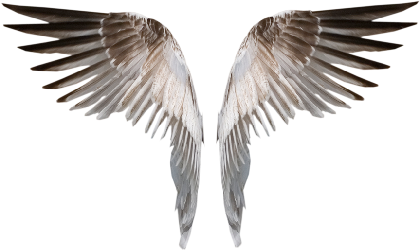 Visit - Burned Angel Wings Png Deviant (900x695), Png Download