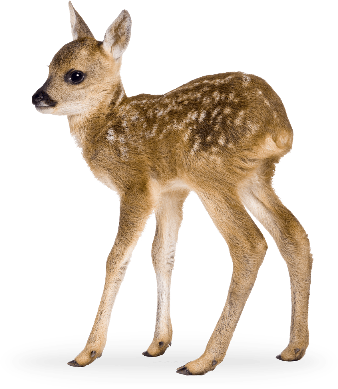Interior Spreads - Eyelike Stickers: Baby Animals (1362x1500), Png Download