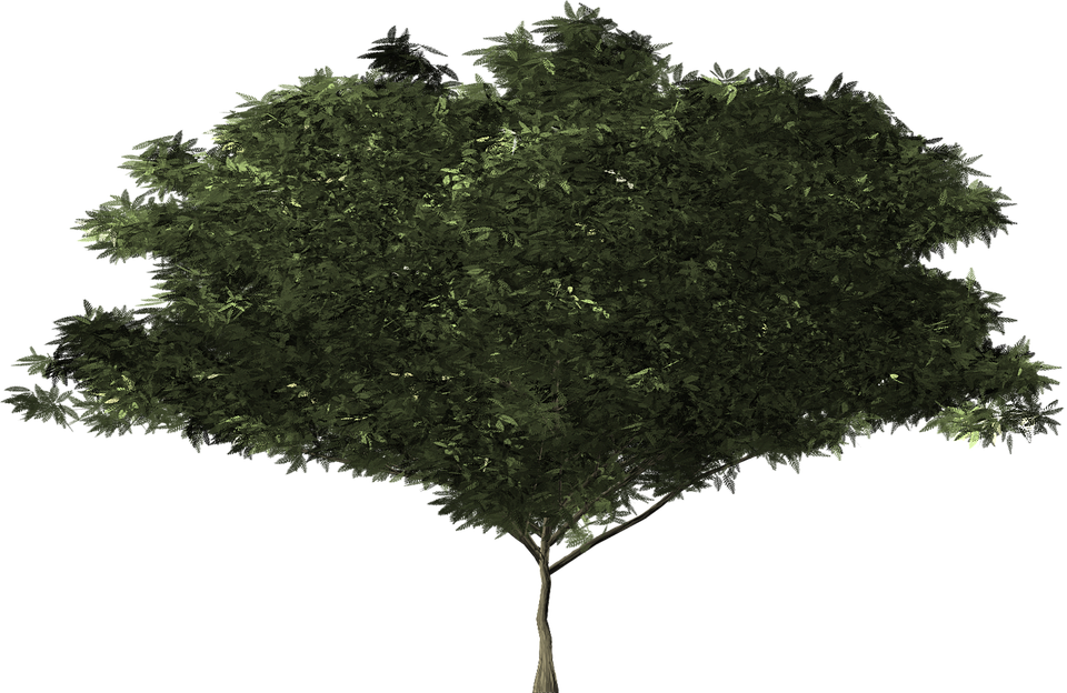 Arbusto Png Fundo Transparente (500x325), Png Download