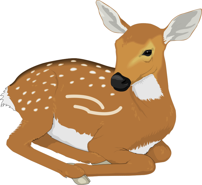 Deer Animal Clipart Pictures Royalty Free Clipart Pictures - Clip Art (800x731), Png Download