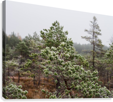 Closeup Of Pine Tree Branch In Field Of Kemeri Moor - Shortleaf Black Spruce (429x386), Png Download