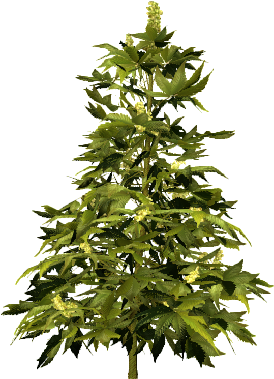 Cannabis (1024x1024), Png Download