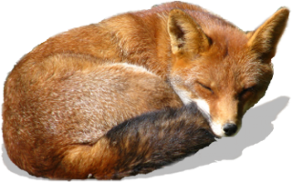 Fox Png (580x362), Png Download