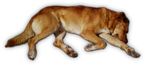 05 Feb 2009 - Sleeping Dog Top View Png (514x238), Png Download