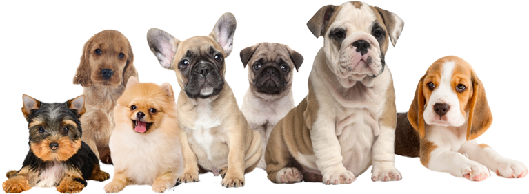 All Breed Puppies For Sale 1524834053zgohpa - Doggie Of The Day English Bulldog Canvas 16 X 20 (800x371), Png Download