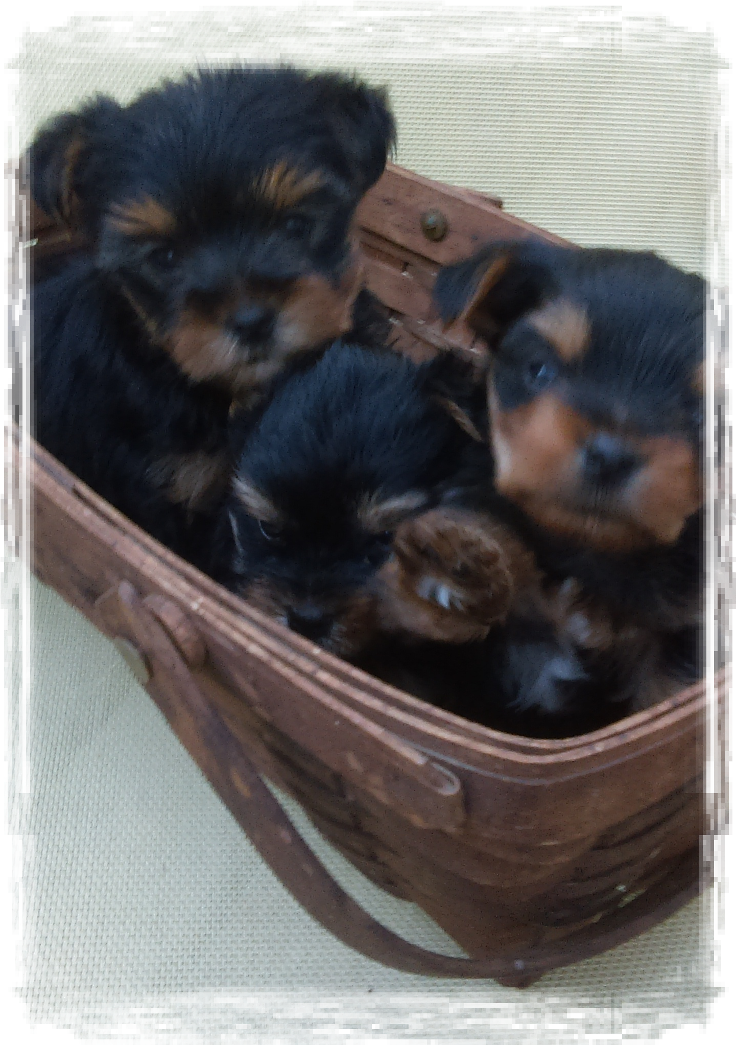 Gender Debate - Yorkshire Terrier (1440x2054), Png Download