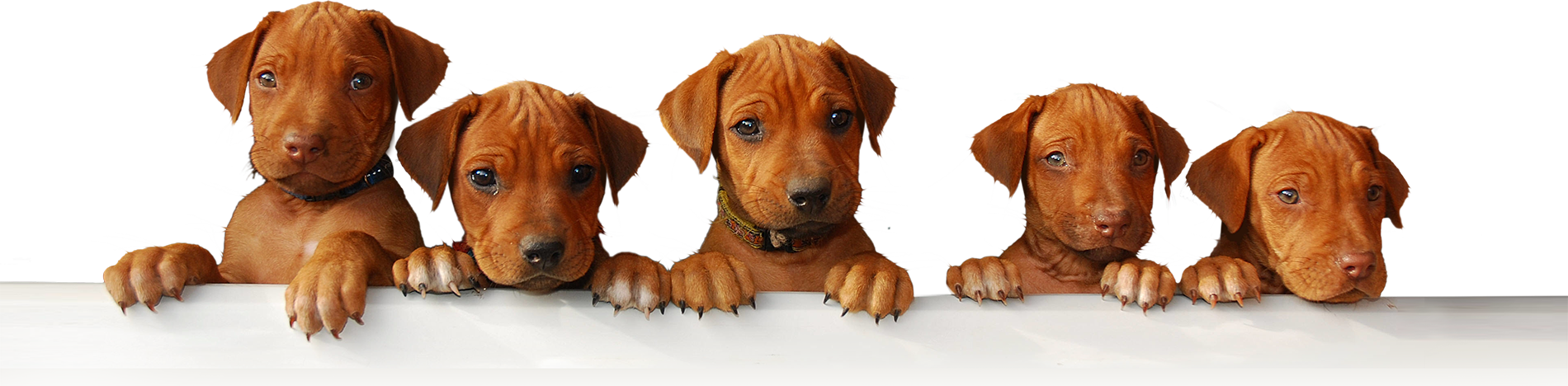 Puppies - Rhodesian Ridgeback (1900x468), Png Download