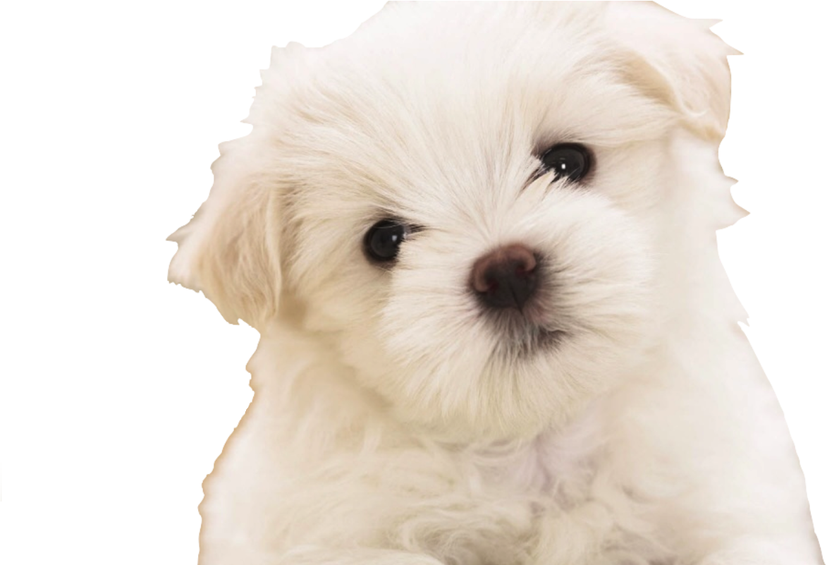 Maltipoo Puppies Wallpaper Copy - Backgrounds Of Maltipoo Puppies (1280x800), Png Download