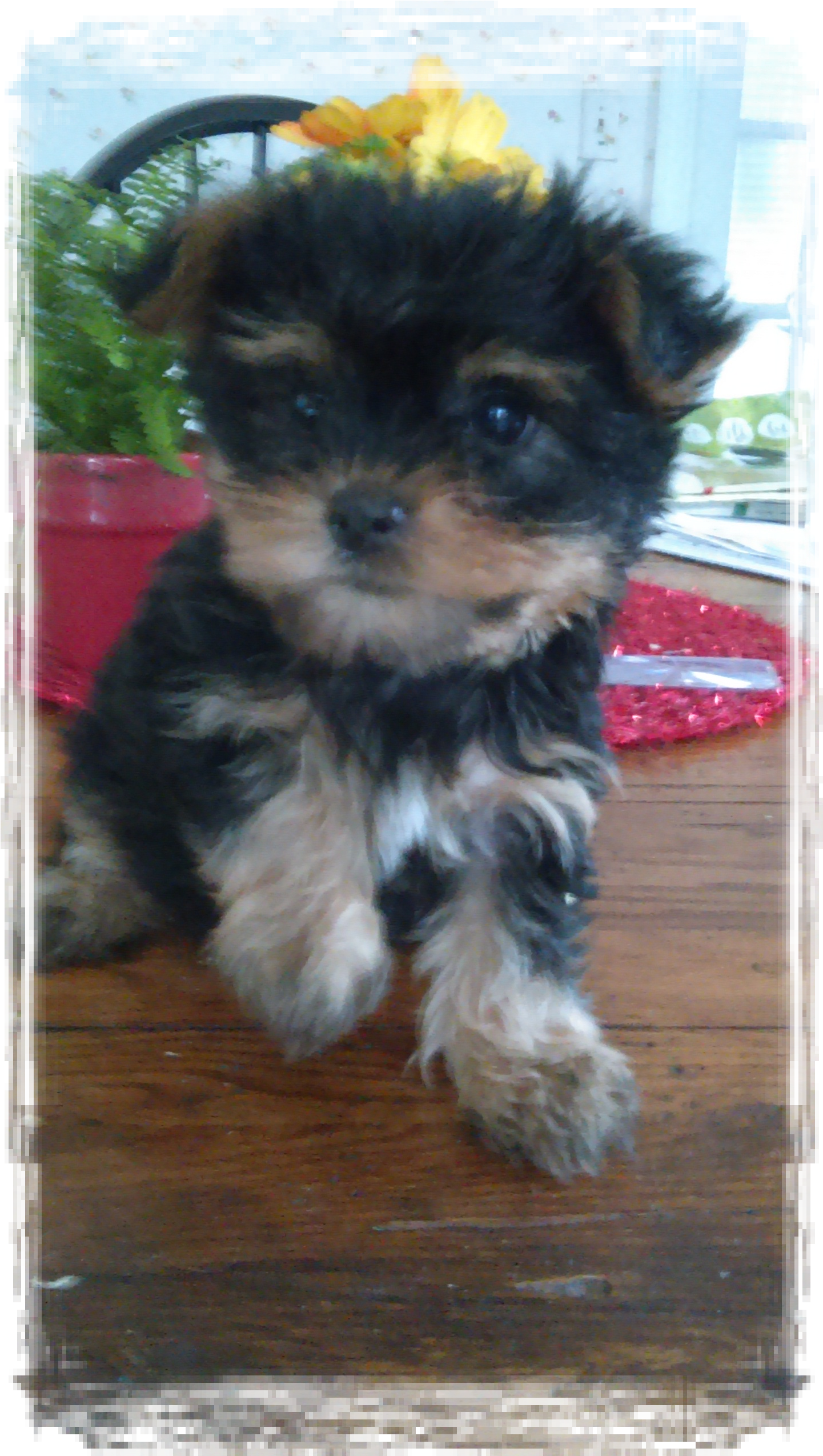 Gender Debate - Yorkipoo (1440x2560), Png Download