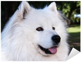 Dog Yawns (400x400), Png Download