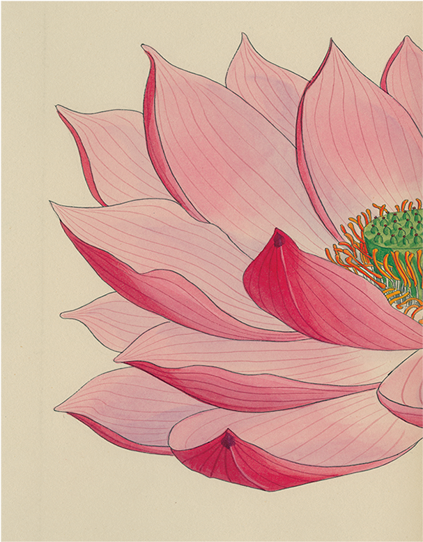 Watercolor Pink Flowers And Eiffel Tower Kitchen Or - Protea (800x800), Png Download