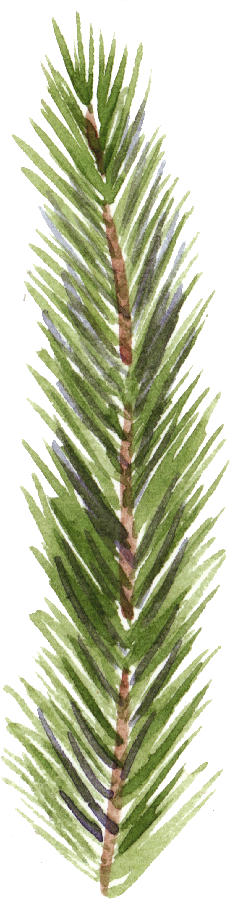 Hand-painted Realistic Pine Branches Transparent Decorative - Painting (822x3035), Png Download