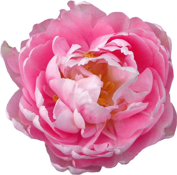 Loose - Pink Peony Png Transparent (737x720), Png Download
