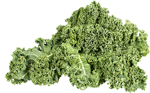 Download Hd Plant Png Free Download On Mbtskoudsalg Image Freeuse Curly Kale Transparent Png Image Nicepng Com