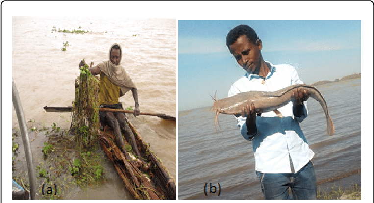 Fishing Net Entangled By Water Hyacinth At The Landing - Fishing (770x417), Png Download