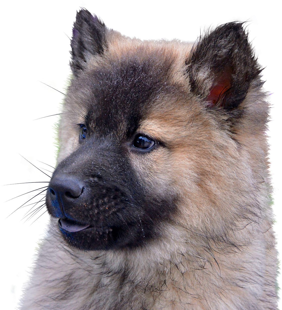 Dog Isolated Animal - Portrait (1211x1280), Png Download
