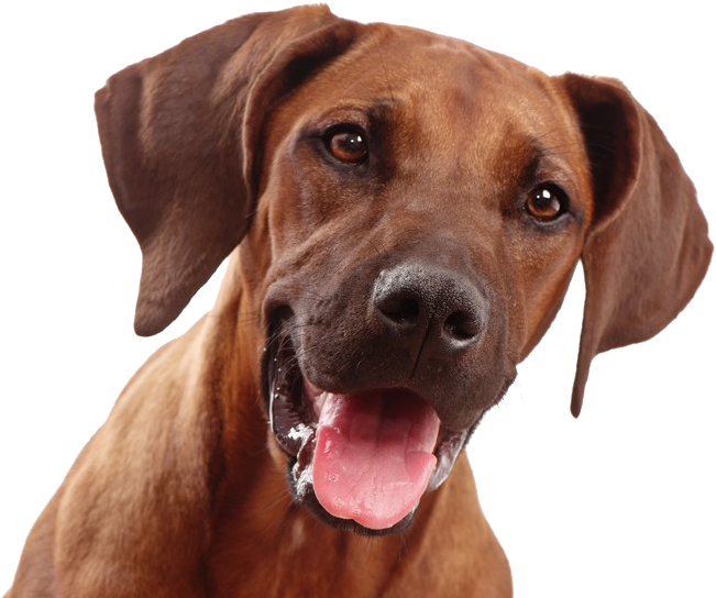 Dog Face Png (960x639), Png Download