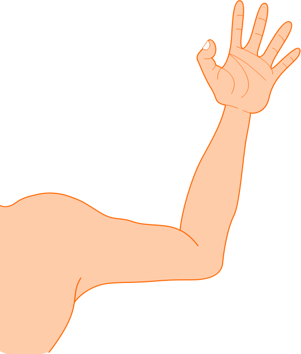 Arm Clipart - Clipart Arms (588x692), Png Download
