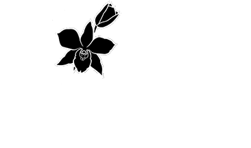 Twin Orchid Tattoo By Shanti Cameron - Graphic Design (420x363), Png Download