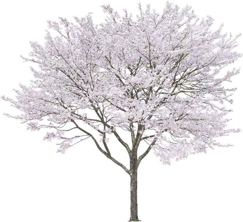 White Cherry Tree Png (800x726), Png Download