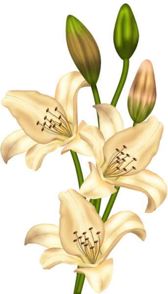 Lilium Png Vintage (343x600), Png Download