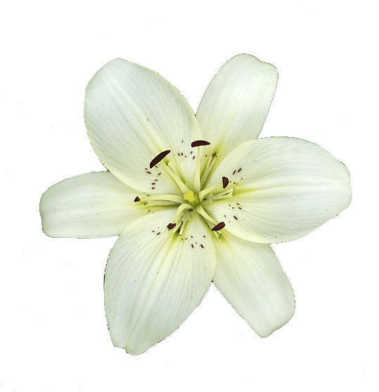 White Lily Flower - Lily Flower Transparent Background (557x560), Png Download